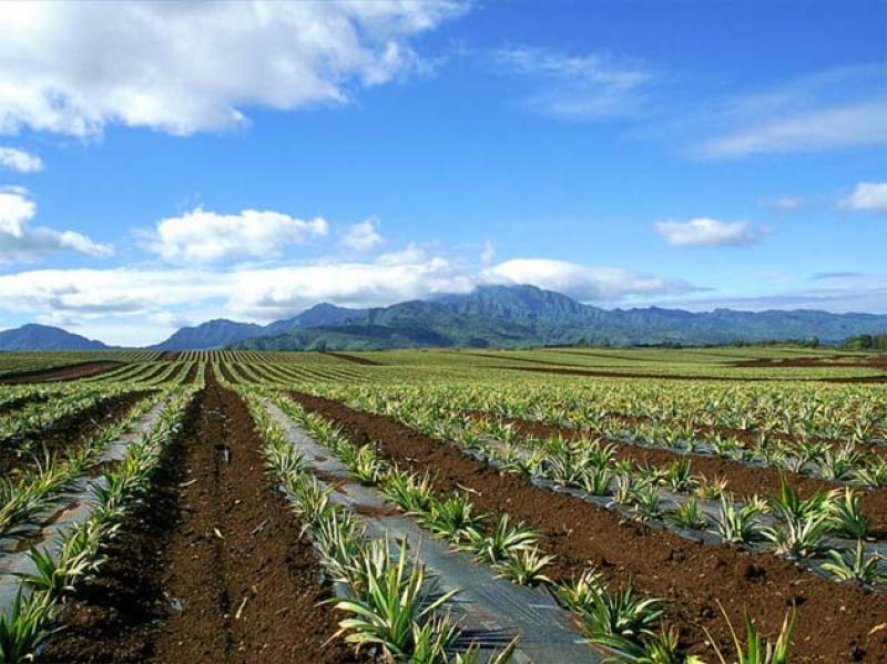 Cómo lograr que tu terreno agrícola destaque y se venda rápido